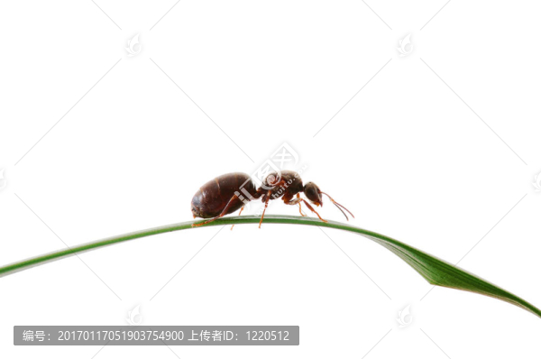 螞蟻在草地上