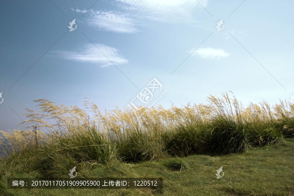 波浪草