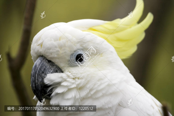 硫葵花鳳頭鸚鵡