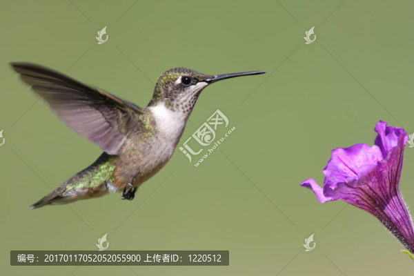 紅寶石喉蜂鳥