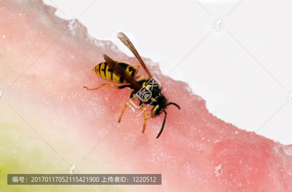 黃蜂