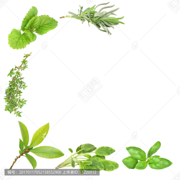草藥品種