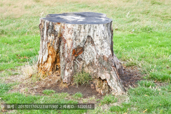 樹樁
