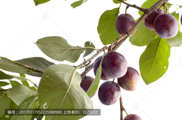 白色的梅花樹