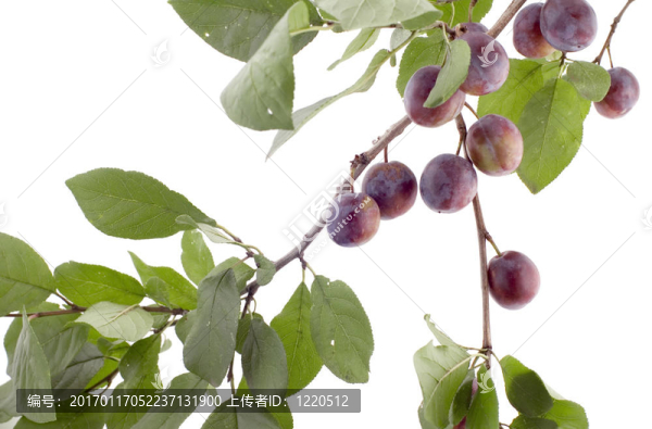梅花樹(shù)宏