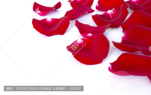 紅色的花瓣