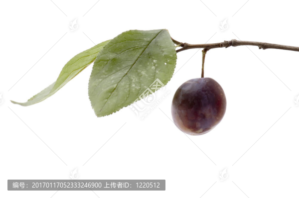 野生梅宏