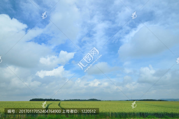 農(nóng)業(yè)與玉米田