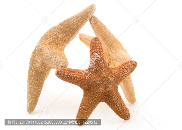 海星