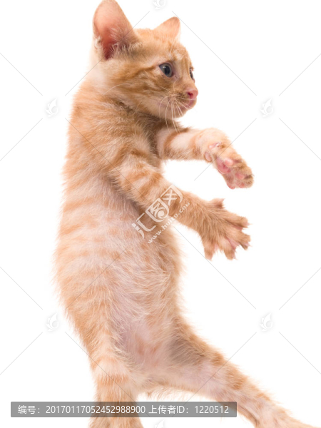 跳舞的小貓