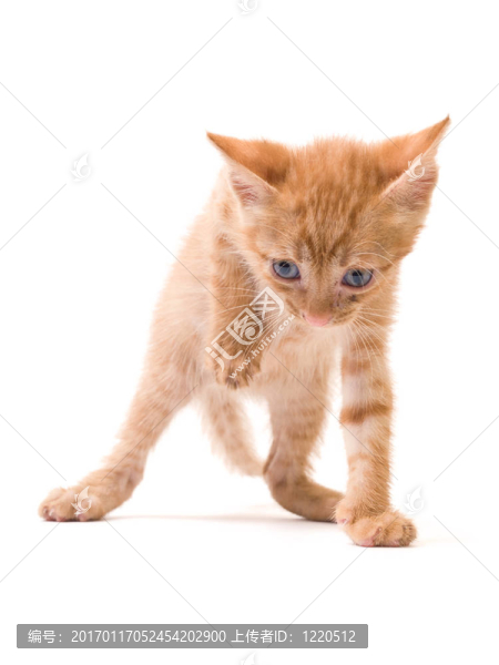 孤立的小貓
