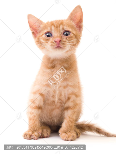 孤立的小貓