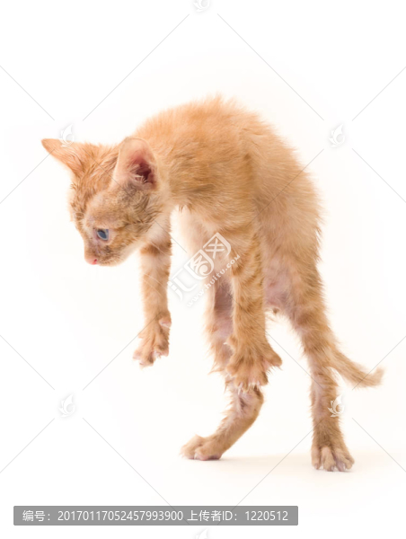 孤立的小貓
