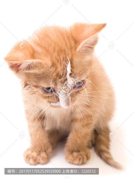 孤立的小貓
