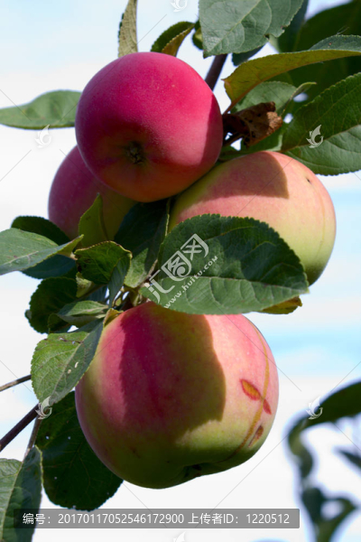綠葉紅蘋(píng)果