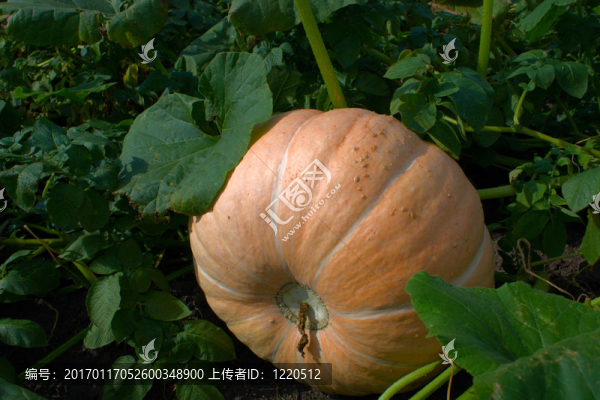 橙色南瓜葉