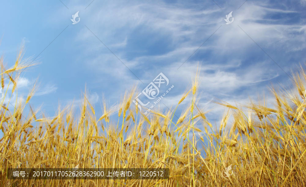 玉米田