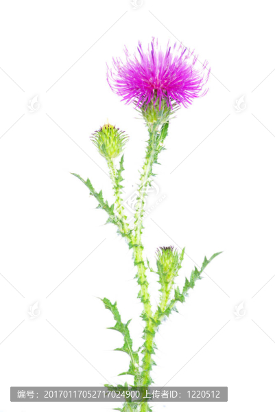 花白色