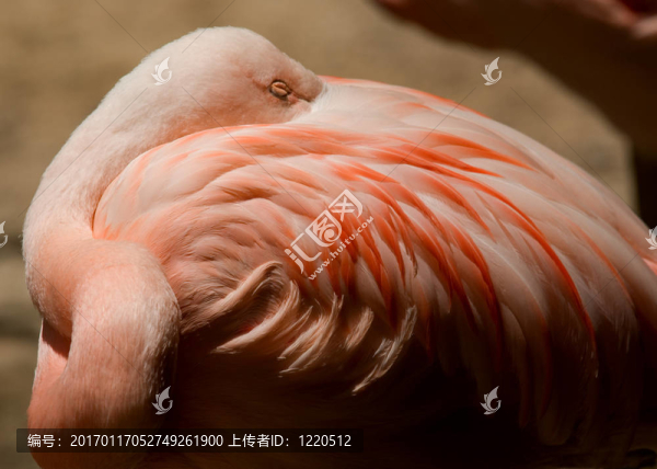 火烈鳥