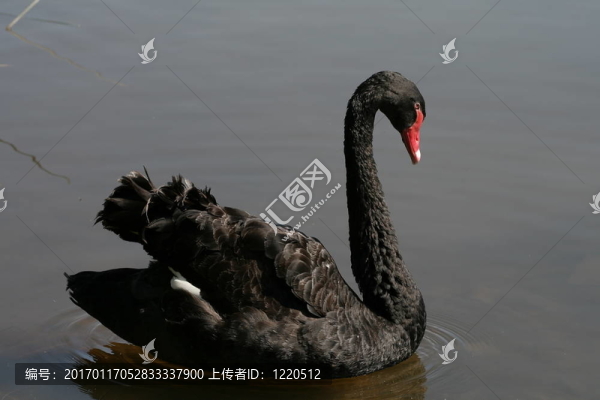 黑天鵝