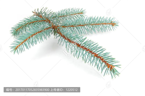 分支