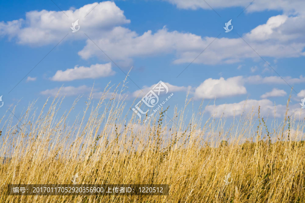 干燥的草和夏天的天空