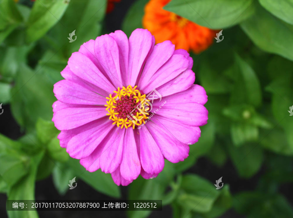 花卉百日草