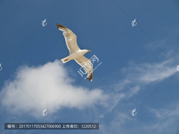 天空中的海鷗