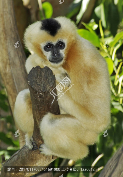 White,Cheeck,Gibbon。