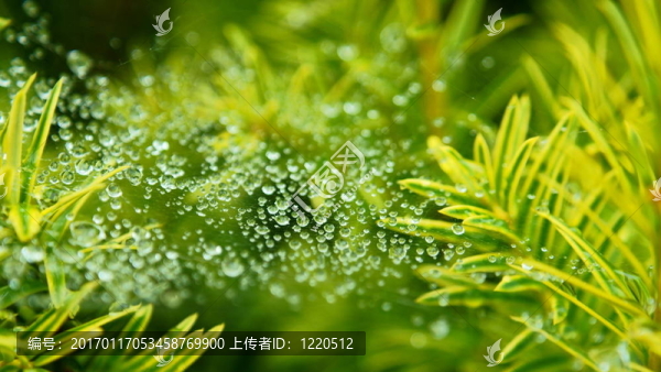 落在網(wǎng)