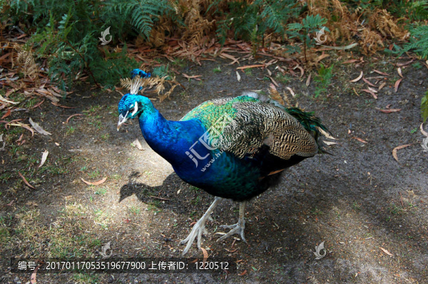 孔雀散步