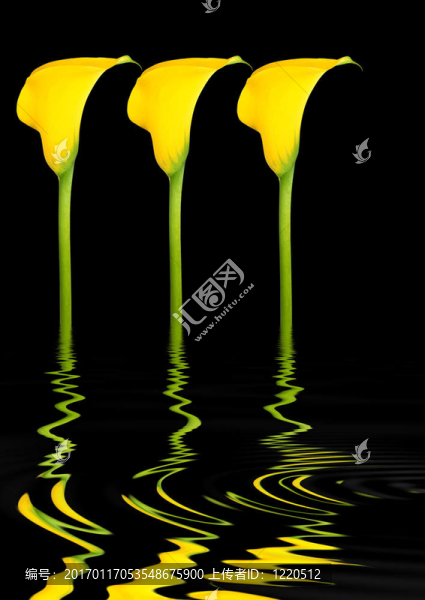 摘要Lily,Beauty