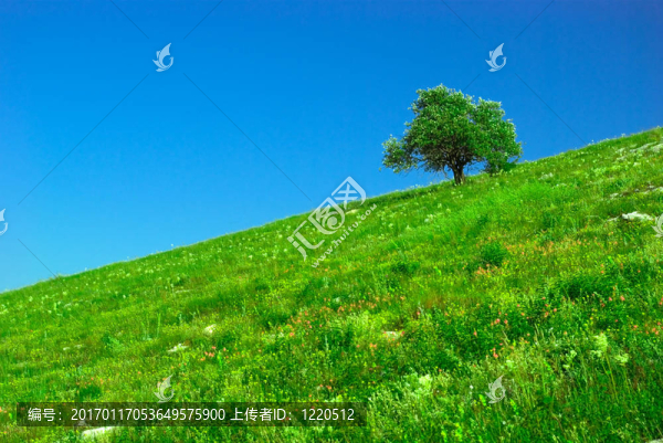 綠地與孤獨(dú)的樹木景觀
