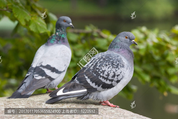兩只鴿子