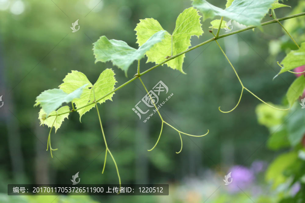 嫩綠色葡萄
