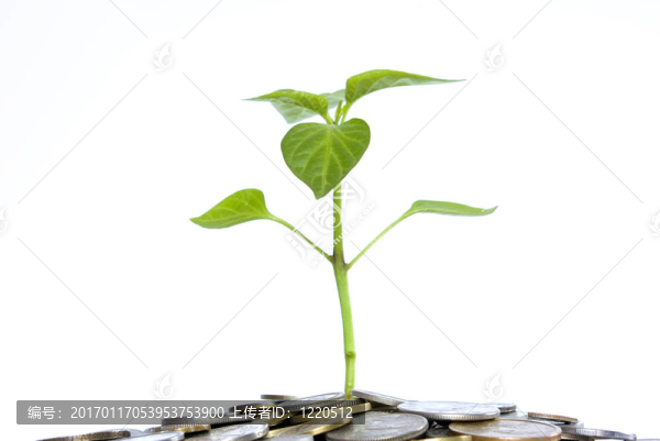 植物在硬幣