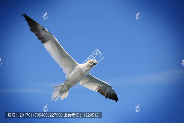 飛北方塘鵝