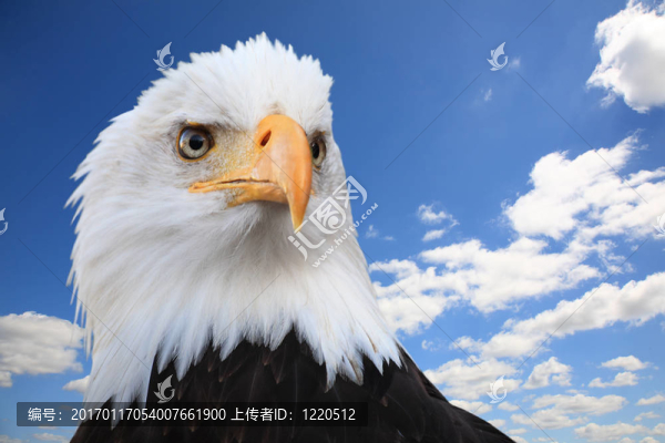禿頭鷹