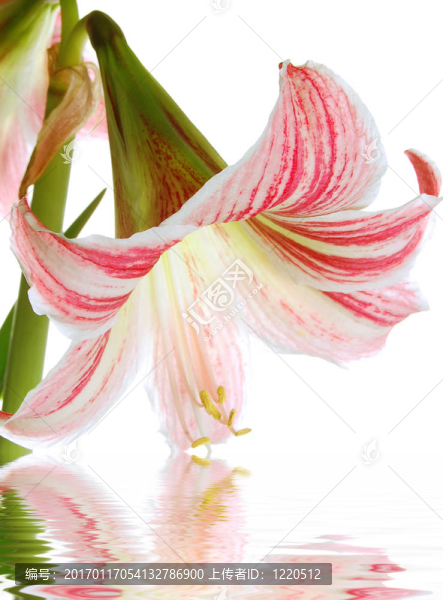 莉莉