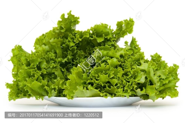 綠蘿