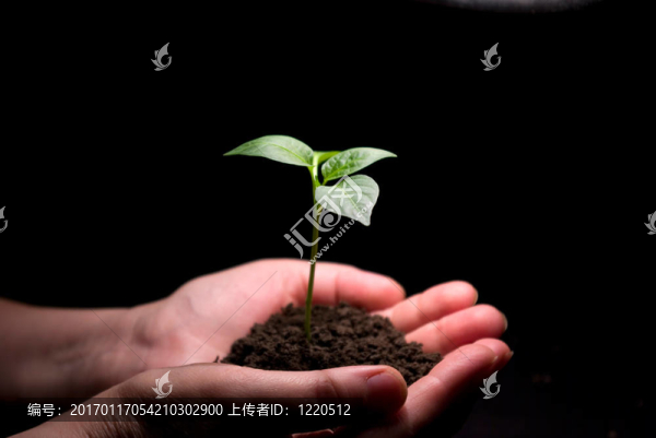 手中持有的植物