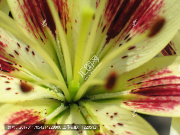 黃色和紅色的花接近