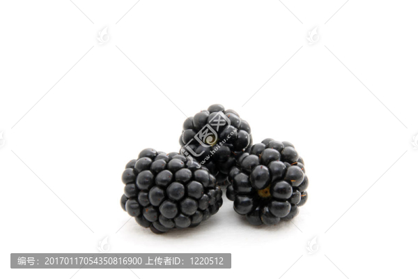 黑莓白色隔離