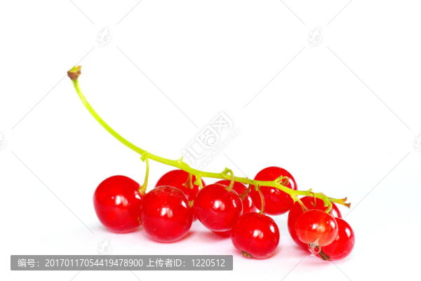 紅醋栗