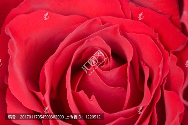 一朵紅玫瑰的大朵