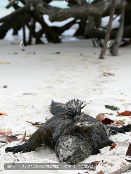 海鬣蜥在Beach