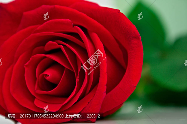 紅玫瑰