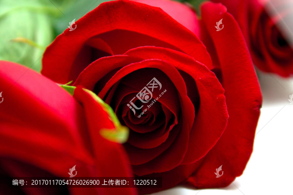 紅色的玫瑰