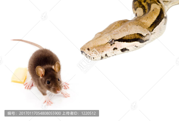 雙食
