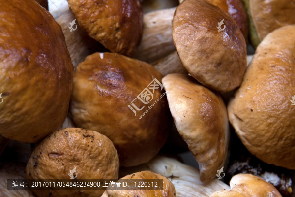 森林蘑菇